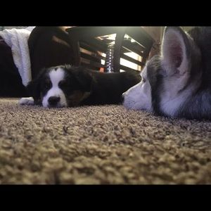 Meet your Posher, Jackie