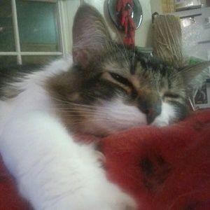 Meet your Posher, Samantha