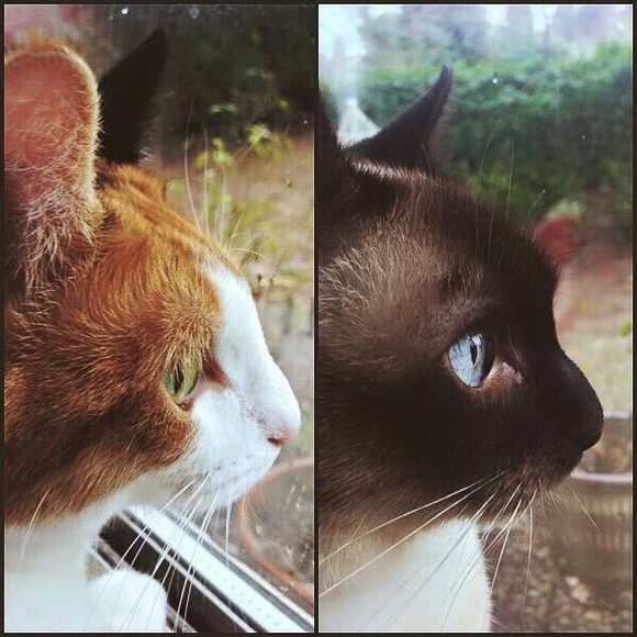 Meet your Posher, Abbie - Picture 2 of 4