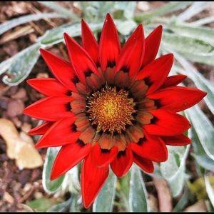 Meet your Posher, Daniella