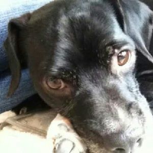 Meet your Posher, Lilly