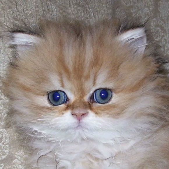 Meet your Posher, Michelle - Picture 1 of 1