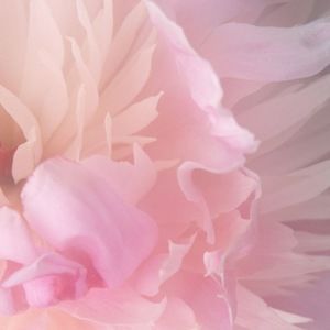 Meet your Posher, Elly