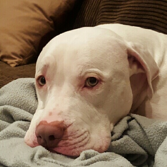 Meet your Posher, Roxanne - Picture 1 of 1