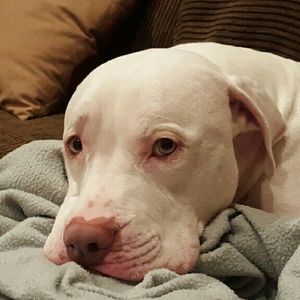 Meet your Posher, Roxanne