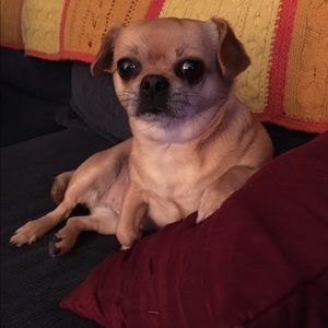 Meet your Posher, Cat