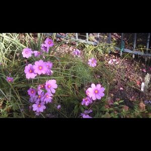 Meet your Posher, Ann