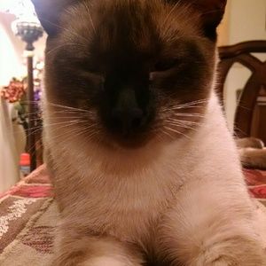 Meet your Posher, Venus