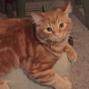 Meet your Posher, Macy