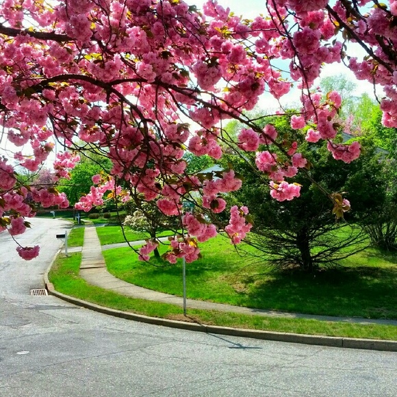 Meet your Posher, Allie