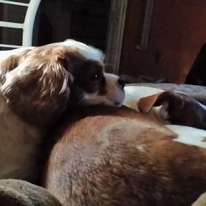 Meet your Posher, Cindy