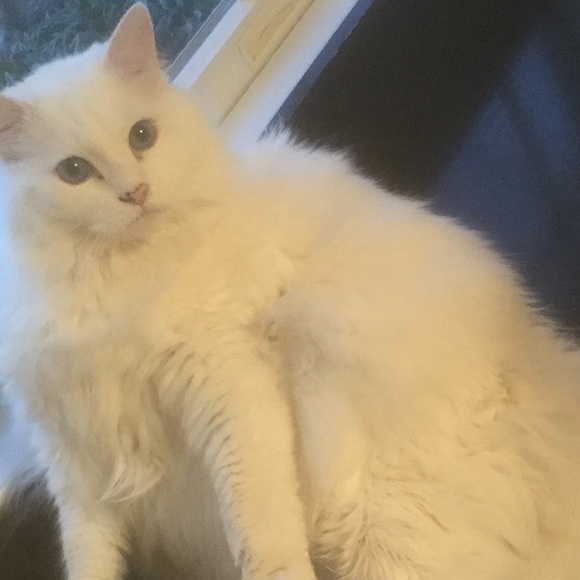 Meet your Posher, Charlie - Picture 1 of 1