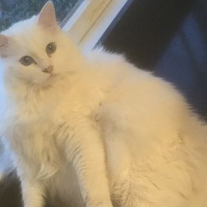 Meet your Posher, Charlie