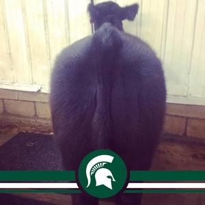 Meet your Posher, Billie