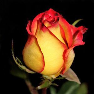 Meet your Posher, Bonnie