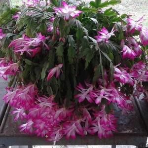 Meet your Posher, Beverly