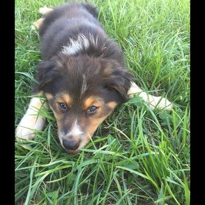 Meet your Posher, Susan