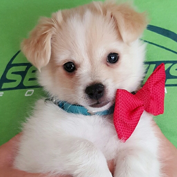 Meet your Posher, Betsy - Picture 3 of 3