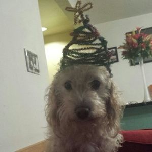 Meet your Posher, Cecilia