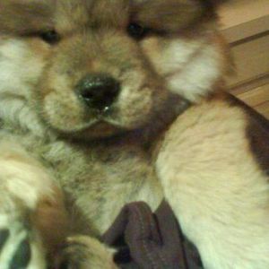 Meet your Posher, Susanna