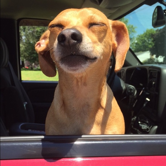 Meet your Posher, Hannah - Picture 2 of 2