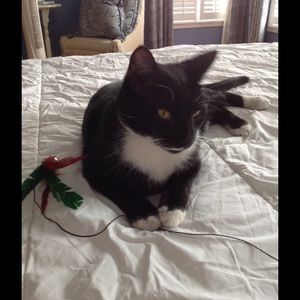 Meet your Posher, Elizabeth