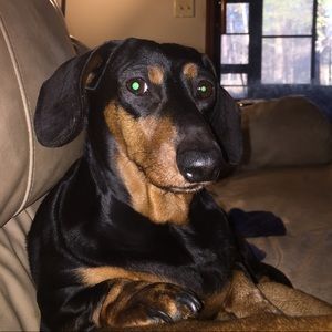 Meet your Posher, Elaine