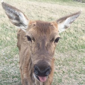 Meet your Posher, Heidi