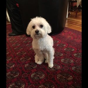 Meet your Posher, Maura