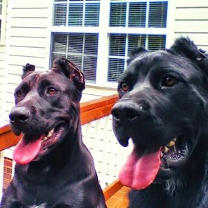 Meet your Posher, Vincent