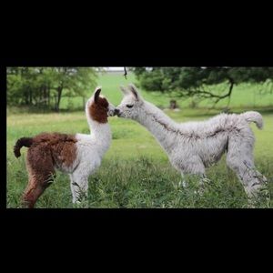 Meet your Posher, Elena