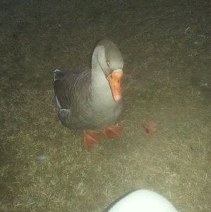 Meet your Posher, April