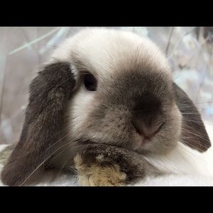 Meet your Posher, Geraldine