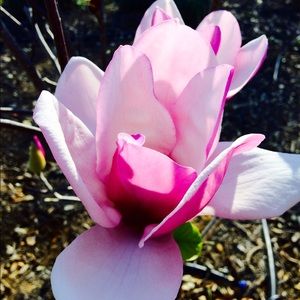 Meet your Posher, Willow