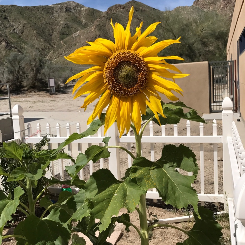 Meet your Posher, Letty