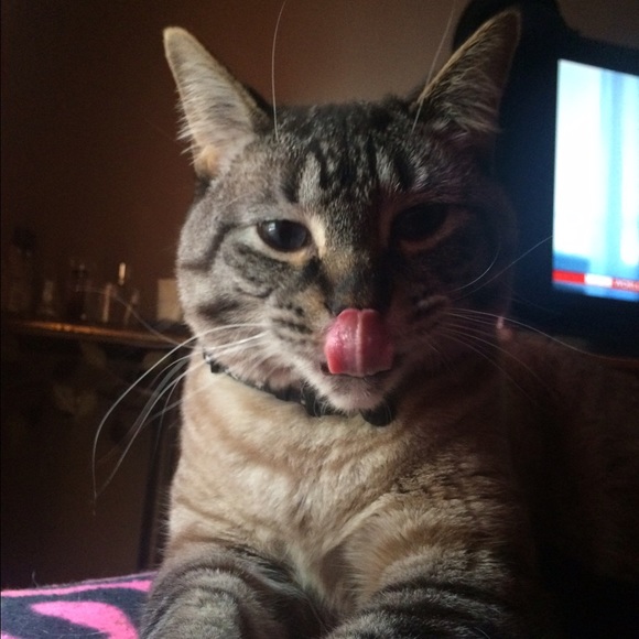 LEO IS RAWRRRRR ING FOR AN OFFER ~ MAKE OFFER - Picture 2 of 4