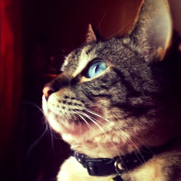 LEO IS RAWRRRRR ING FOR AN OFFER ~ MAKE OFFER - Picture 3 of 4