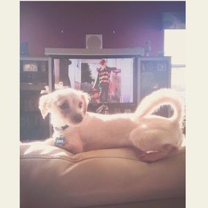 Meet your Posher, Isabel