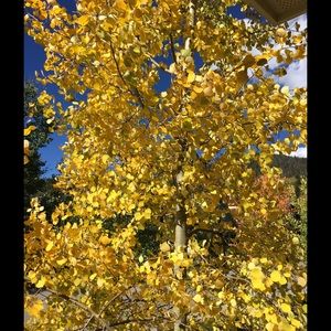 Meet your Posher, Stella