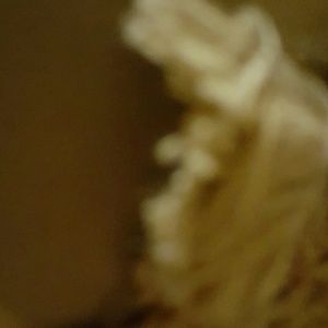 Meet your Posher, Armando