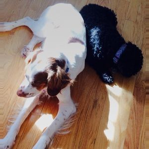 Meet your Posher, Morgana