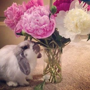 Meet your Posher, Dawn