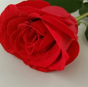 Meet your Posher, Diana