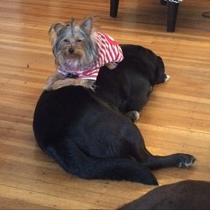 Meet your Posher, Orealis