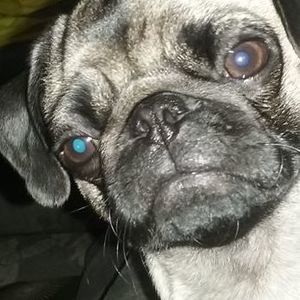 Meet your Posher, Leo