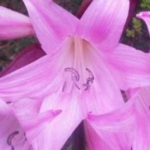 Meet your Posher, Nikki