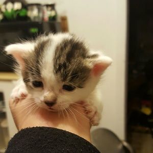 Meet your Posher, Celina