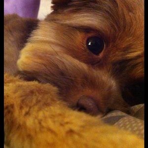 Meet your Posher, Alli