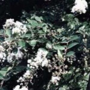 Meet your Posher, Taryn