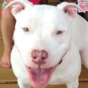 Meet your Posher, Annie